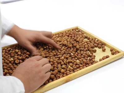 İç Fındık
