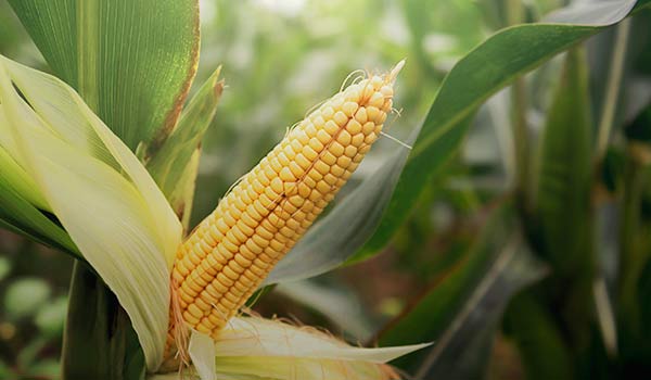 Benefits of Corn on Human Health