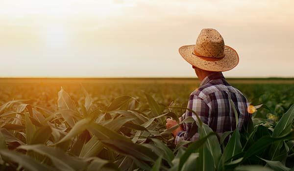 History of Corn