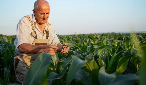 Nutritional Values of Corn